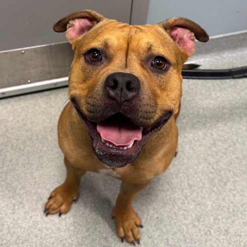 Carmelita, an adoptable Staffordshire Bull Terrier in Wilmington, DE