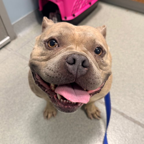 Tinkerbell, an adoptable Unknown breed in Wilmington, DE
