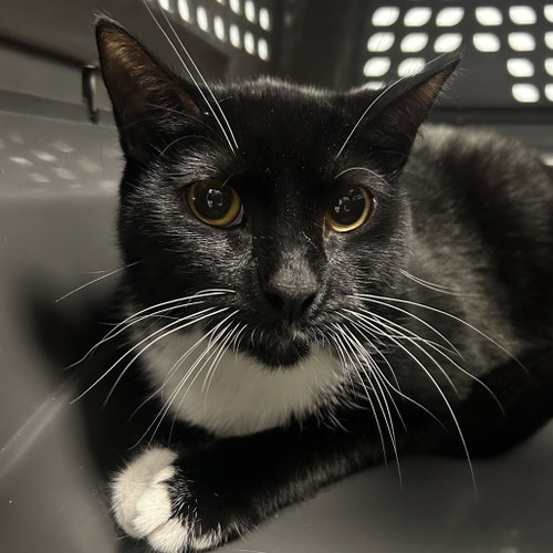 Feta Cheese, an adoptable Domestic Short Hair in Wilmington, DE
