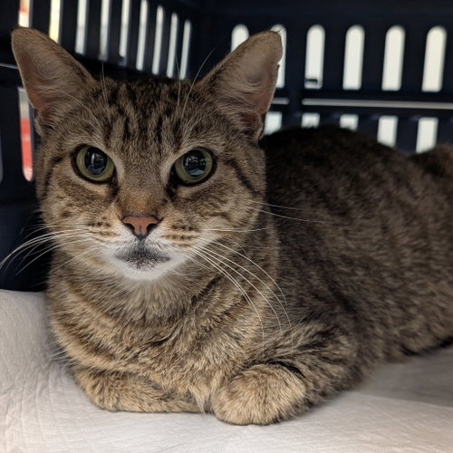 Lulabelle, a cat for adoption from Faithful Friends Inc