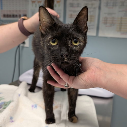 Joy, an adoptable Domestic Short Hair in Wilmington, DE