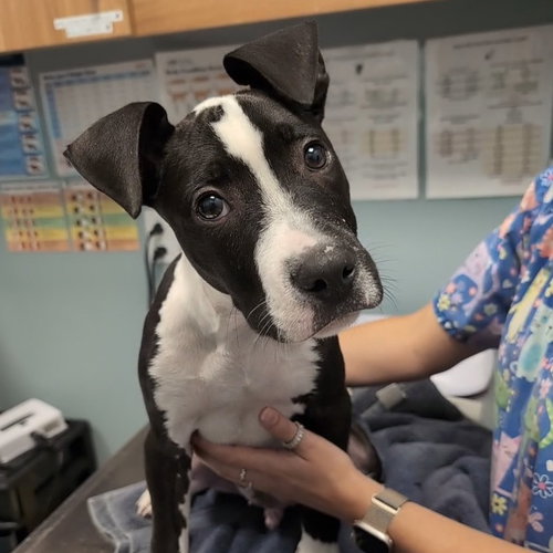 Rza, an adoptable Pit Bull Terrier in Wilmington, DE