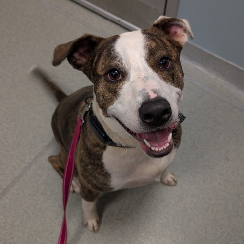 Nala, an adoptable Pit Bull Terrier in Wilmington, DE