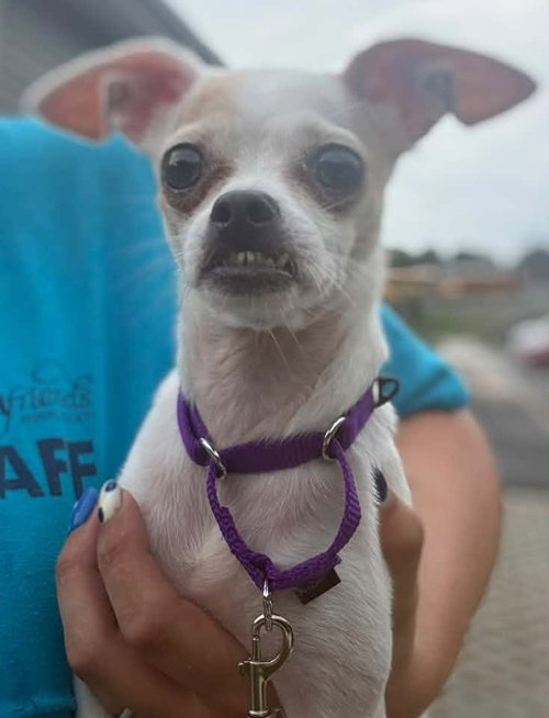 Star, a dog for adoption from Faithful Friends Inc
