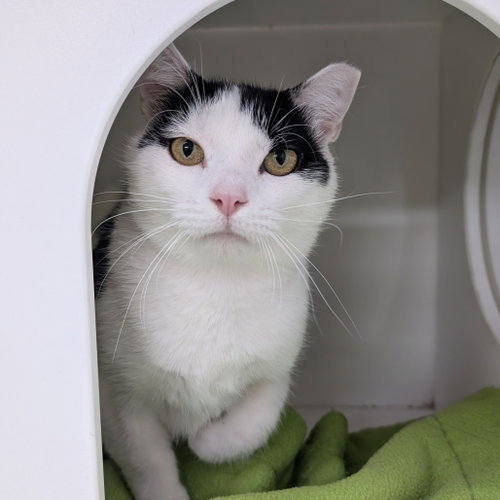 Cotton, a cat for adoption from Faithful Friends Inc