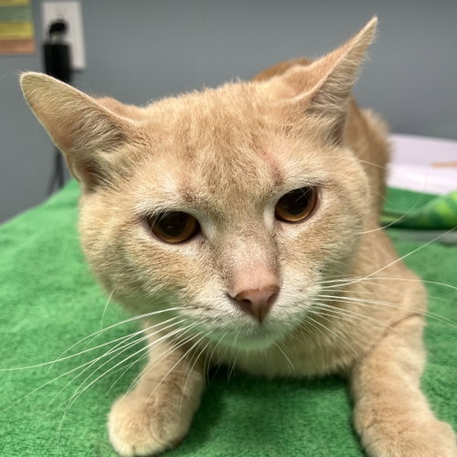 Remus, a cat for adoption from Faithful Friends Inc