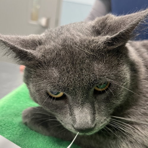 Romulus, a cat for adoption from Faithful Friends Inc