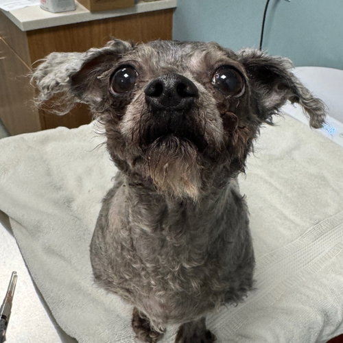 Coral, a dog for adoption from Faithful Friends Inc