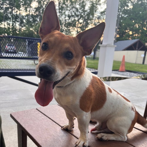 Pluto, a dog for adoption from Faithful Friends Inc
