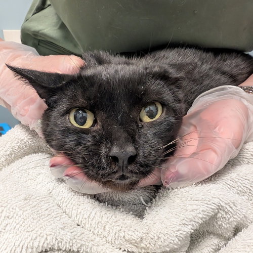 Nyx, a cat for adoption from Faithful Friends Inc