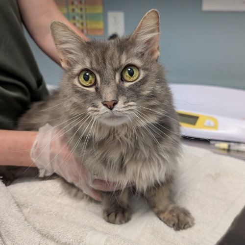 Gertie, a cat for adoption from Faithful Friends Inc