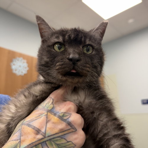Rookie, a cat for adoption from Faithful Friends Inc