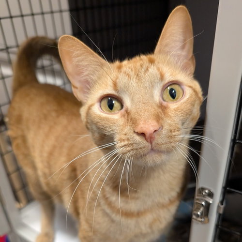 Herbie, a cat for adoption from Faithful Friends Inc