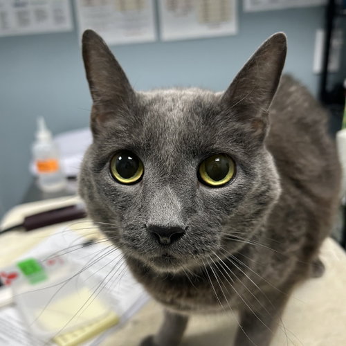 Smokey, a cat for adoption from Faithful Friends Inc