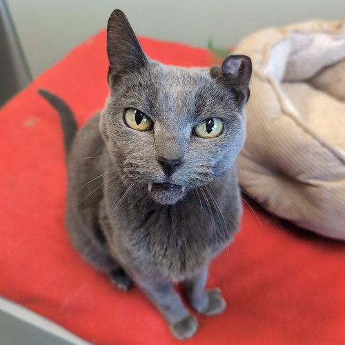 Mars, a cat for adoption from Faithful Friends Inc