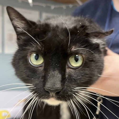 Olly, a cat for adoption from Faithful Friends Inc