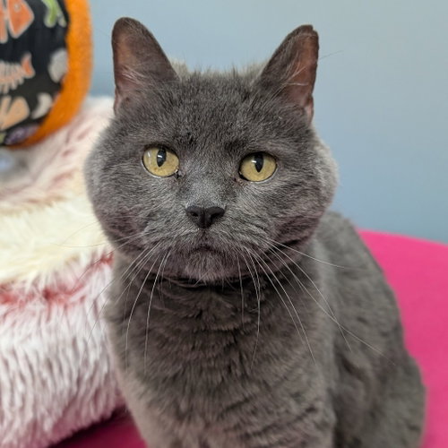 Peaches, a cat for adoption from Faithful Friends Inc