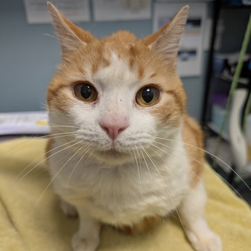 Brodie, a cat for adoption from Faithful Friends Inc
