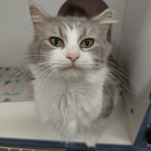 Lilypad, a cat for adoption from Faithful Friends Inc
