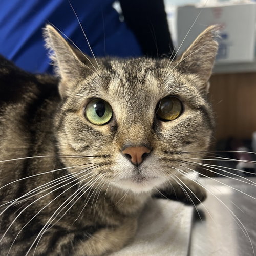 Rosie, a cat for adoption from Faithful Friends Inc