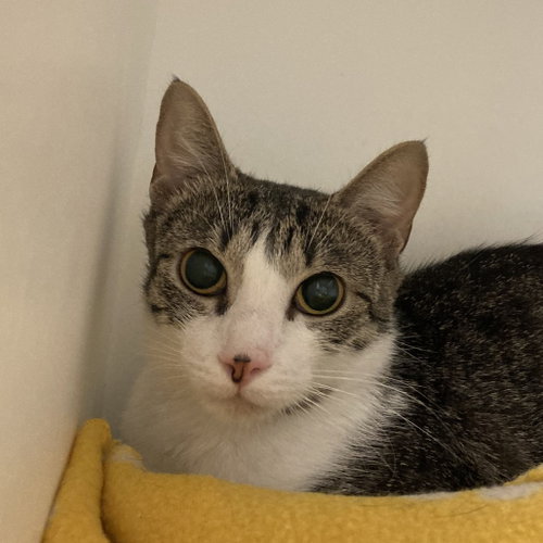 Spree, a cat for adoption from Faithful Friends Inc