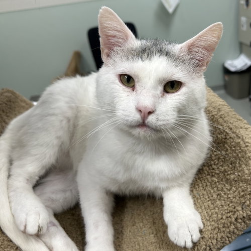 Wiggles, a cat for adoption from Faithful Friends Inc