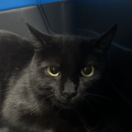 Meadow, a cat for adoption from Faithful Friends Inc