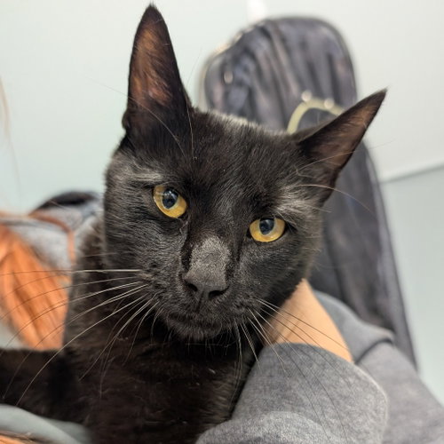 Larry, a cat for adoption from Faithful Friends Inc