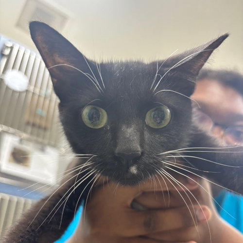 Candle, a cat for adoption from Faithful Friends Inc
