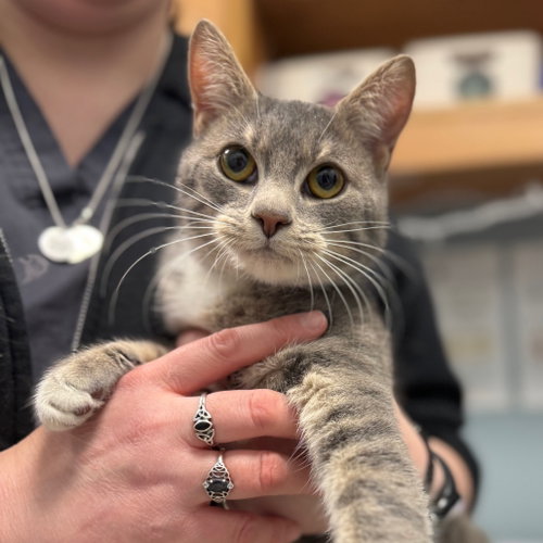 Hijinx, a cat for adoption from Faithful Friends Inc