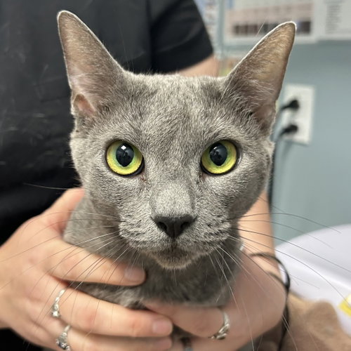 Bubba, a cat for adoption from Faithful Friends Inc