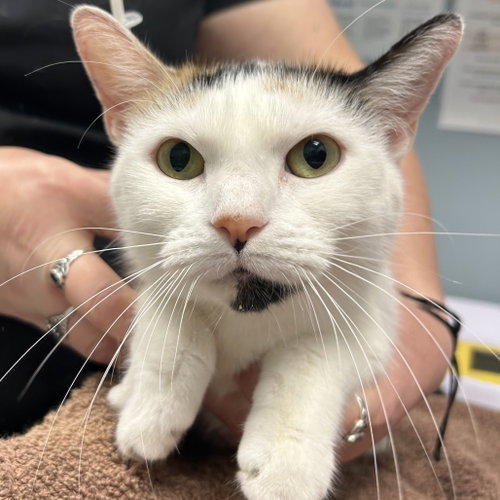 Maya, a cat for adoption from Faithful Friends Inc