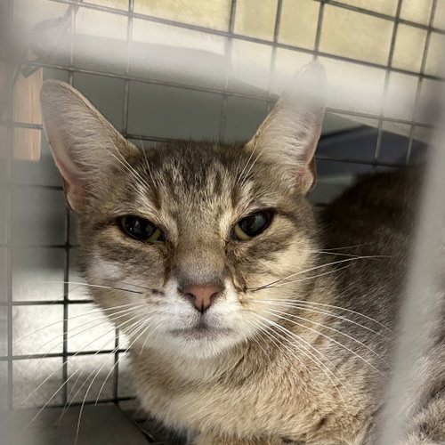 Windchime, a cat for adoption from Faithful Friends Inc