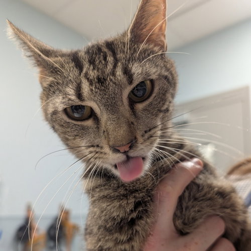 Andromeda, a cat for adoption from Faithful Friends Inc