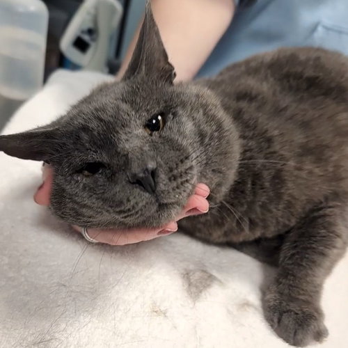 Blade, a cat for adoption from Faithful Friends Inc