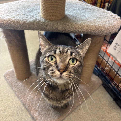Stitch, a cat for adoption from Faithful Friends Inc
