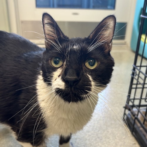 Carter, a cat for adoption from Faithful Friends Inc
