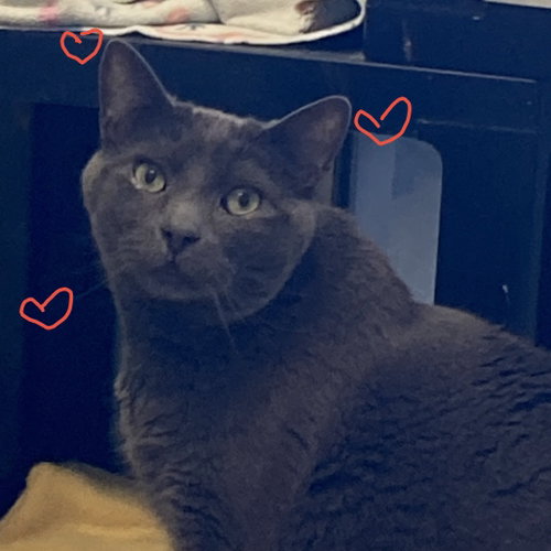 Max, a cat for adoption from Faithful Friends Inc