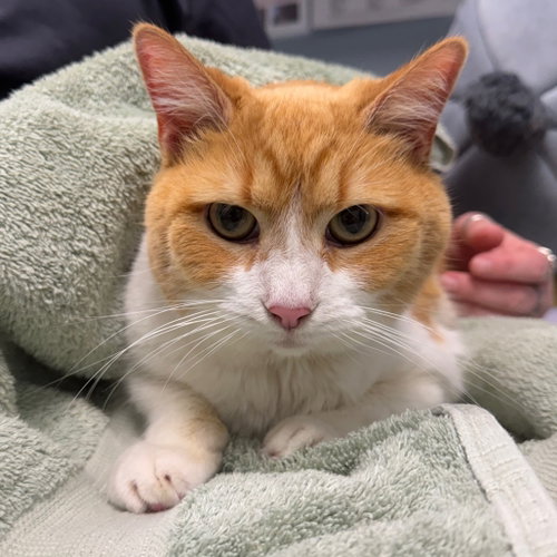 Bailey, a cat for adoption from Faithful Friends Inc