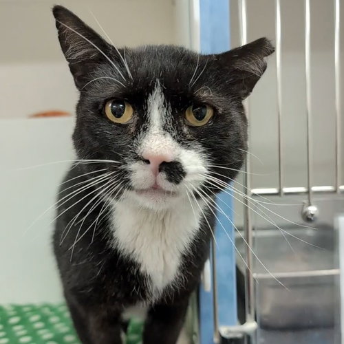 Stachey, a cat for adoption from Faithful Friends Inc