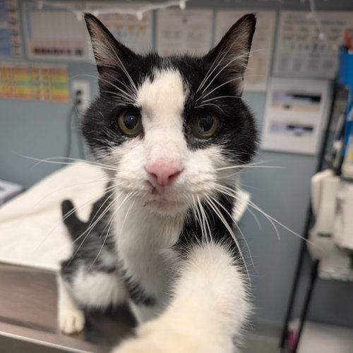 Diamond, a cat for adoption from Faithful Friends Inc
