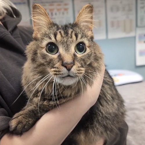 Fluffhead, a cat for adoption from Faithful Friends Inc