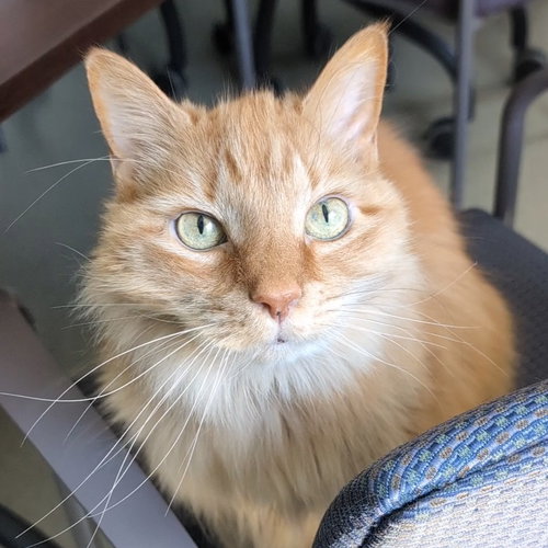 Sunshine, a cat for adoption from Faithful Friends Inc