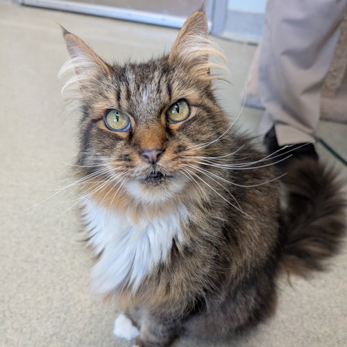 Fin, a cat for adoption from Faithful Friends Inc