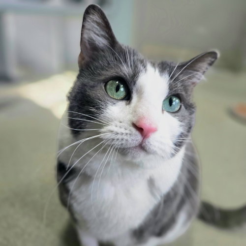 Ellie, a cat for adoption from Faithful Friends Inc