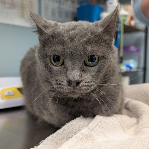 Poppy, a cat for adoption from Faithful Friends Inc