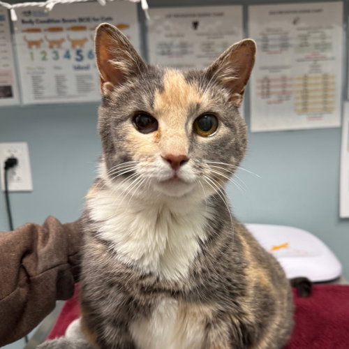 Sweetheart, a cat for adoption from Faithful Friends Inc