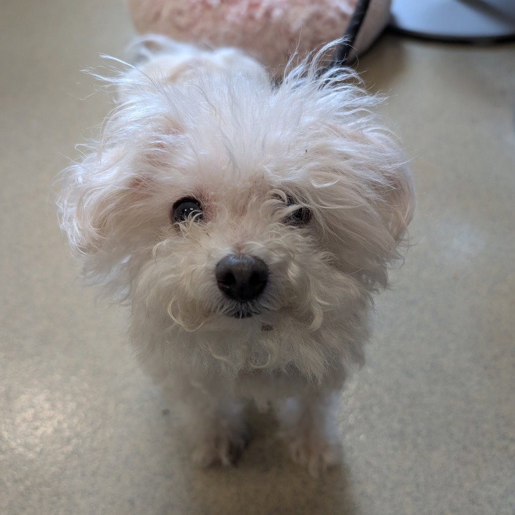 Prince, Maltese