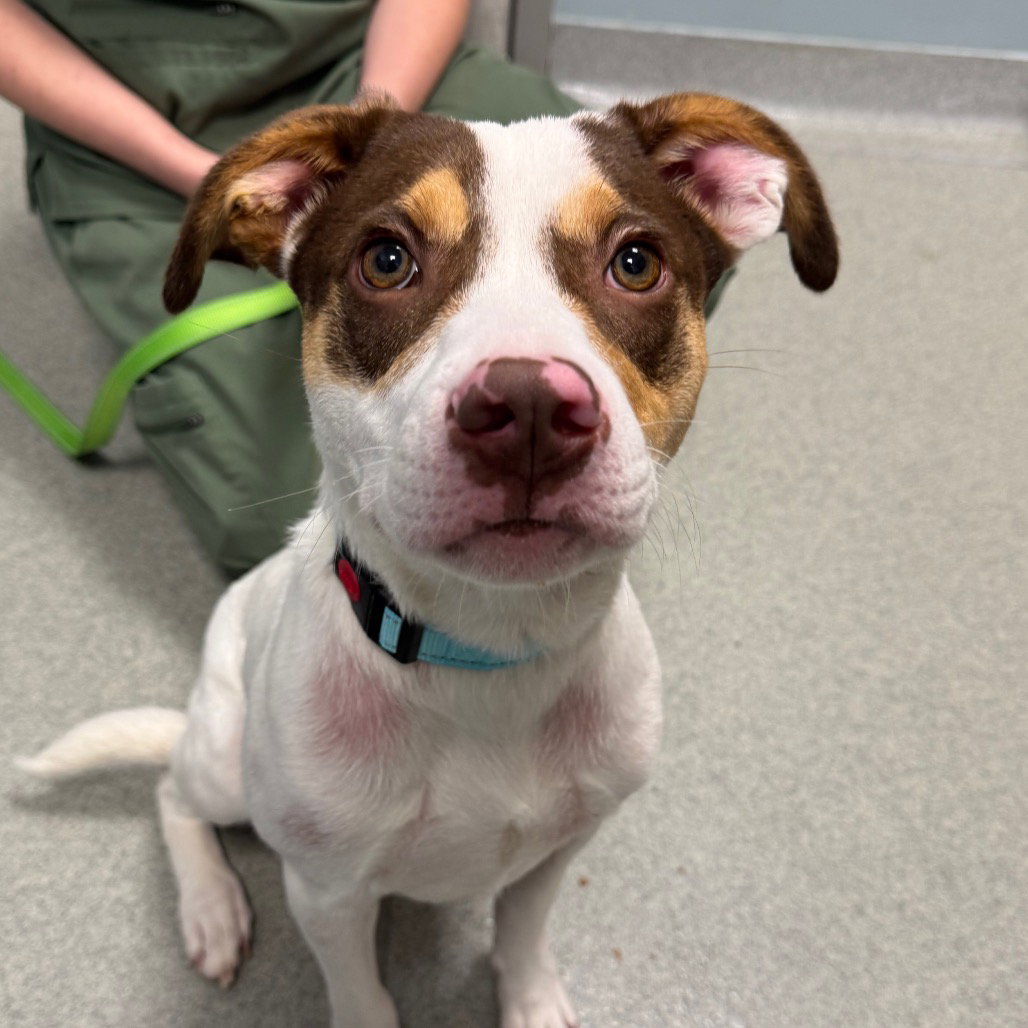 Funion, Mixed Breed