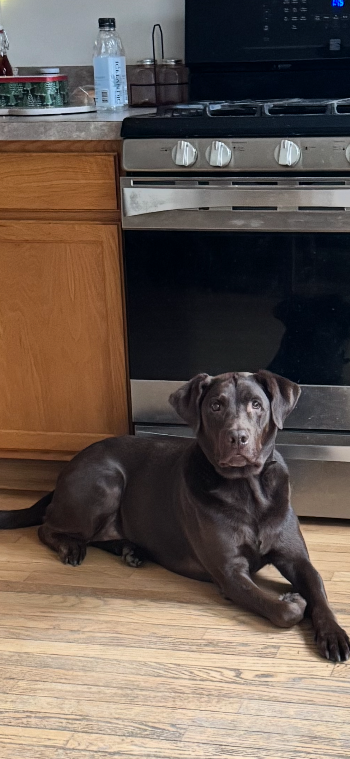 Reagan, Retriever